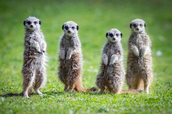 Animal_Park